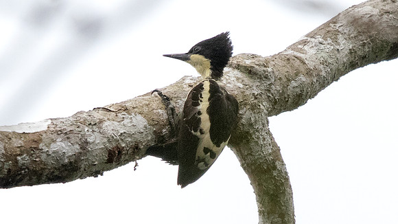 Heart-spotted woodpecker (Hemicircus canente) Male