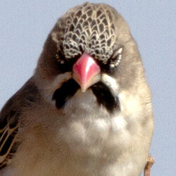 Scaly-feathered Weaver (Sporopipes squamifrons)