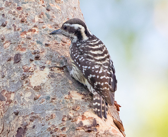 Philippine pygmy woodpecker (Yungipicus maculatus)