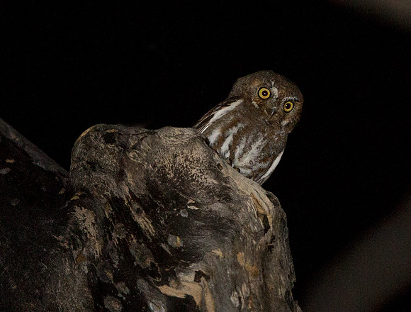 Elf owl (Micrathene whitneyi)