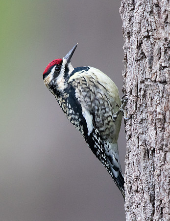 Yellow-bellied sapsucker (Sphyrapicus varius) Female