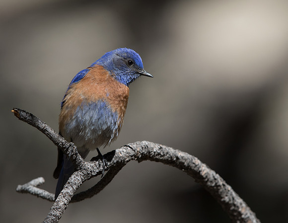 Western bluebird (Sialia mexicana) Male