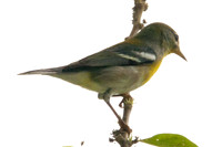 Northern Parula (Parula americana) juvenile