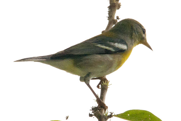 Northern Parula (Parula americana) juvenile