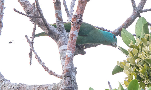 Blue-headed racket-tail (Prioniturus platenae)