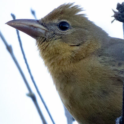 Summer tanager (Piranga rubra) Female