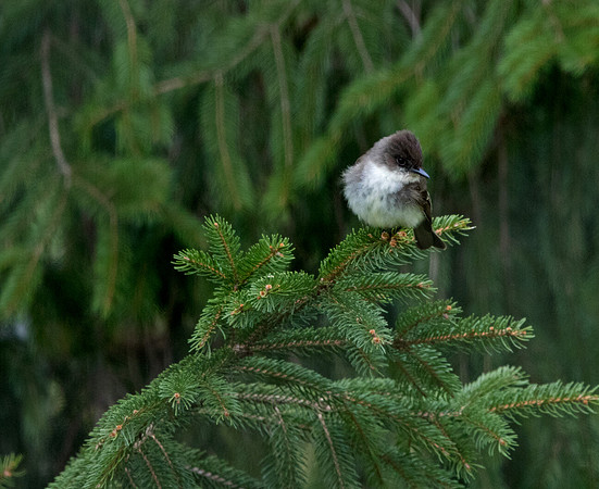 Eastern phoebe (Sayornis phoebe)