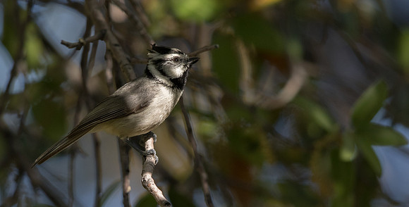 Bridled titmouse (Baeolophus wollweberi)