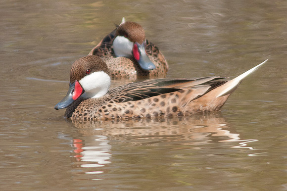 White-cheeked Pintail (Anas bahamensis)