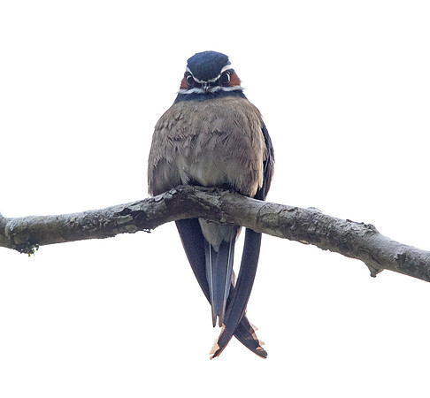 Whiskered treeswift (Hemiprocne comata)