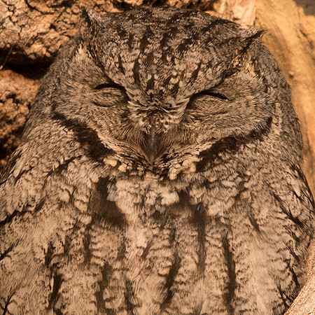 Western screech owl (Megascops kennicottii)