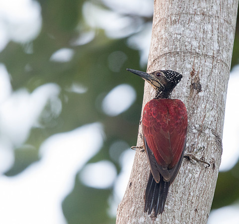 Luzon flameback (Chrysocolaptes haematribon)