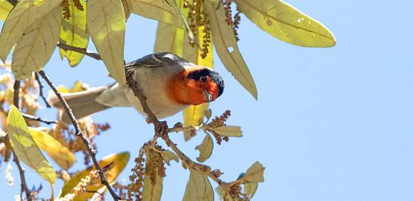 Red-faced warbler (Cardellina rubrifrons) Male