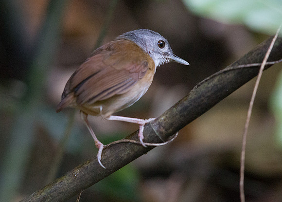 Ashy-headed babbler (Malacocincla cinereiceps)