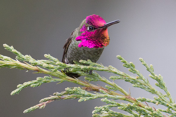 Anna's Hummingbird (Calypte anna)
