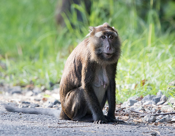 Long tailed macaque (Macaca fascicularis)