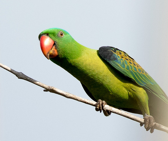 Blue-naped parrot (Tanygnathus lucionensis)