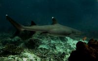 IMG_3374-1080