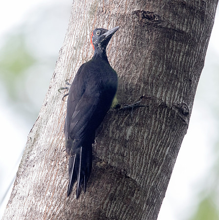 Ashy woodpecker (Mulleripicus fulvus)