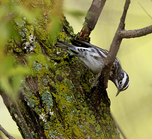 Black-and-white warbler (Mniotilta varia)