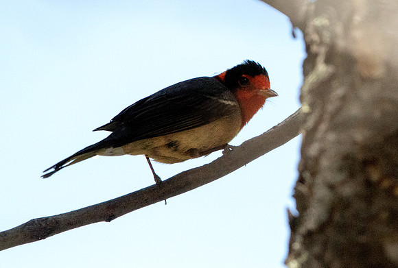 Red-faced warbler (Cardellina rubrifrons) Male
