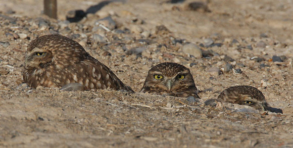 Burrowing Owl (Athene cunicularia)