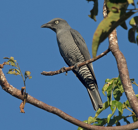 Bar-bellied cuckooshrike (Coracina striata) Male