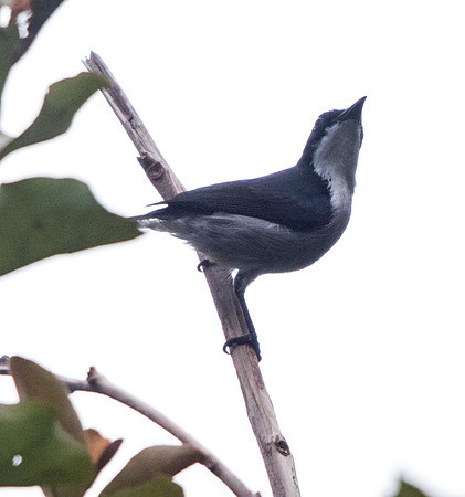 Red-keeled flowerpecker (Dicaeum australe)