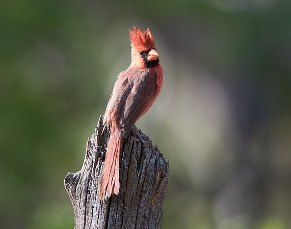 Northern cardinal (Cardinalis cardinalis)