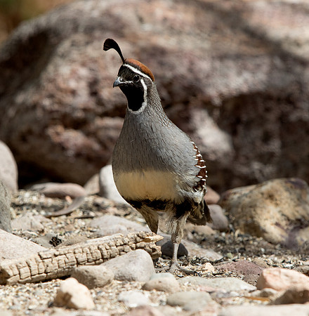 Gambel's quail (Callipepla gambelii) Male