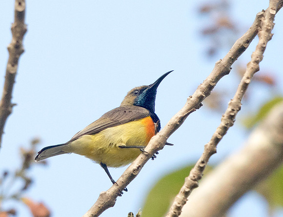 Olive-backed sunbird (Cinnyris jugularis) Male