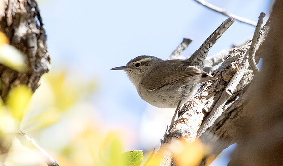 Bewick's wren (Thryomanes bewickii)