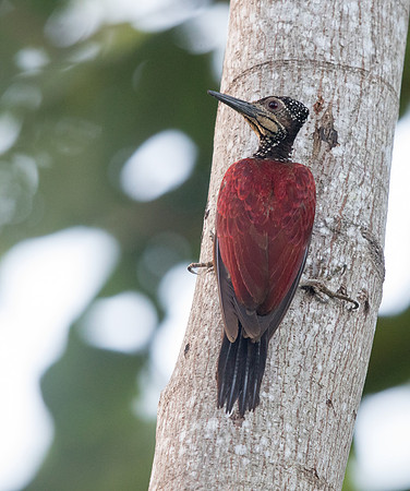 Luzon flameback (Chrysocolaptes haematribon)