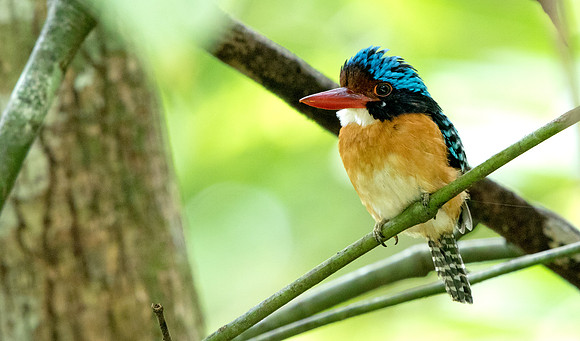 Bornean Banded Kingfisher (Lacedo melanops) Male