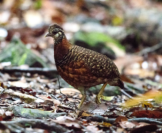Chestnut-necklaced partridge (Arborophila charltonii)