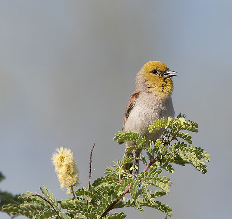 Verdin (Auriparus flaviceps)