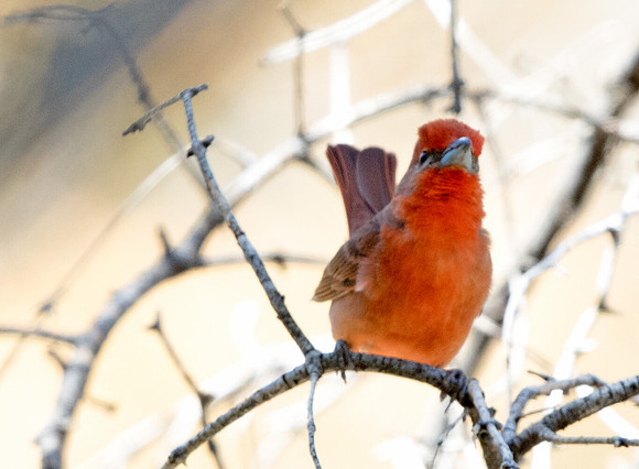 Hepatic tanager (Piranga flava)