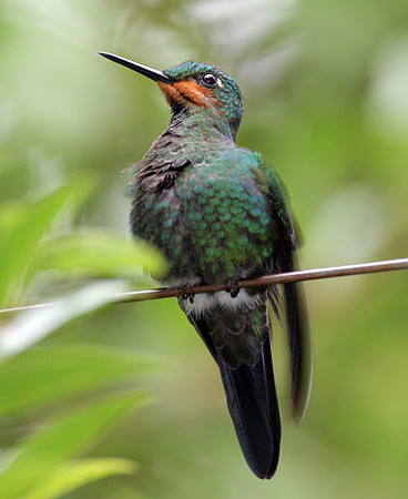 Green-crowned Brilliant (Heliodoxa jacula) juvenile