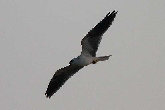 White-tailed Kite (Elanus leucurus) also known as Black-shouldered Kite