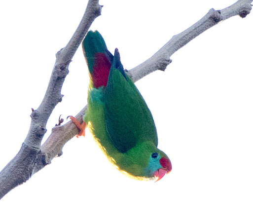 Philippine hanging parrot (Loriculus philippensis)