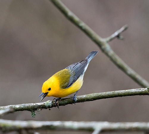 Prothonotary warbler (Protonotaria citrea)