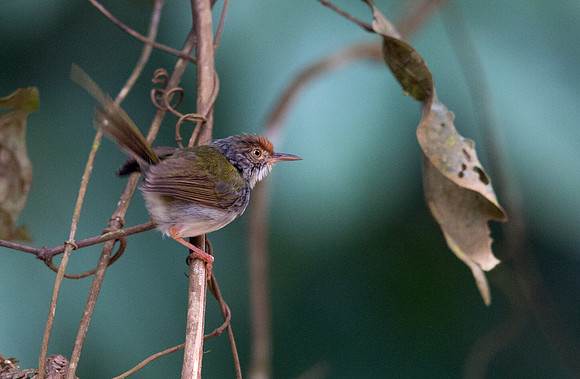 Dark-necked tailorbird (Orthotomus atrogularis)