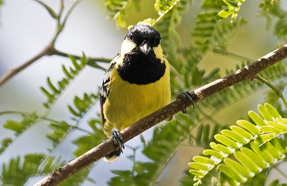 Elegant tit (Periparus elegans)