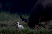 Cattle egret (Bubulcus ibis)