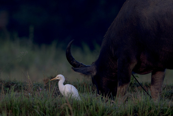 Cattle egret (Bubulcus ibis)