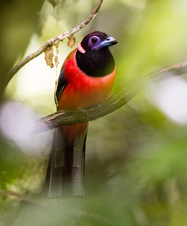 Diard's trogon (Harpactes diardii) Male