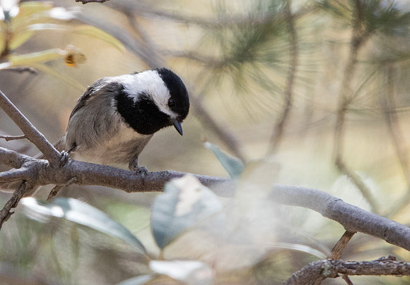 Mexican chickadee (Poecile sclateri)