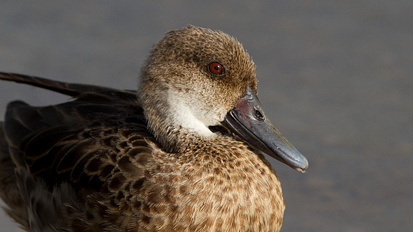 White-cheeked Pintail (Anas bahamensis)