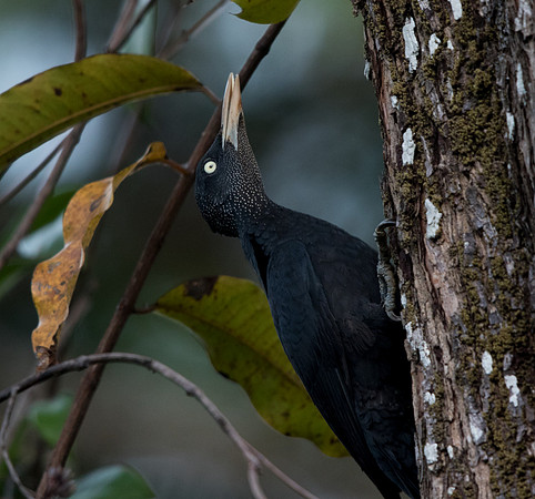 Northern sooty woodpecker (Mulleripicus funebris)