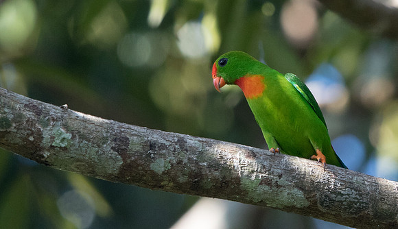 Philippine hanging parrot (Loriculus philippensis)